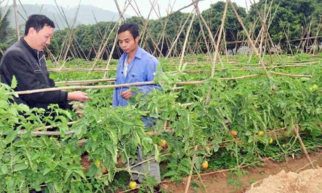 Khu vực HTX tại Lào Cai đang cho thấy những chuyển biến tích cực