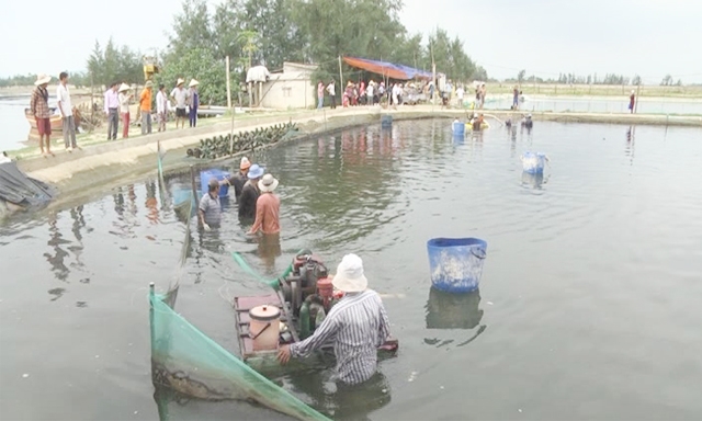 Thu hoạch ốc hương