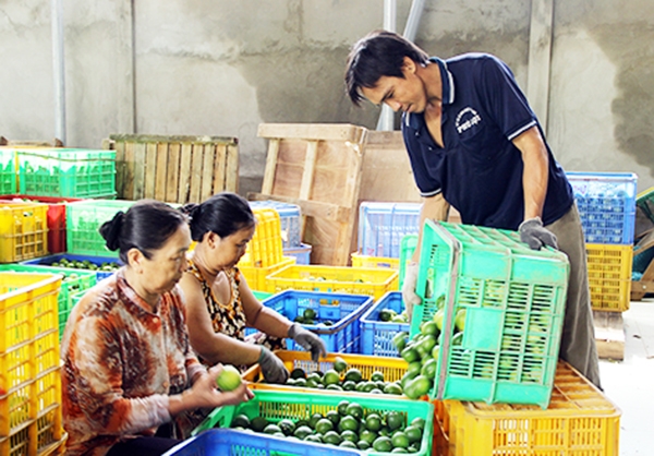 Chanh không hạt của HTX Thạnh Phước đang có chỗ đứng vững chắc trên thị trường