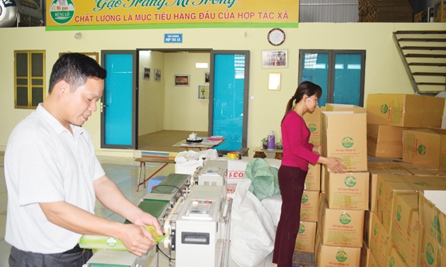 Đóng gói sản phẩm mì bún khô tại HTX mì khô Hùng Lô