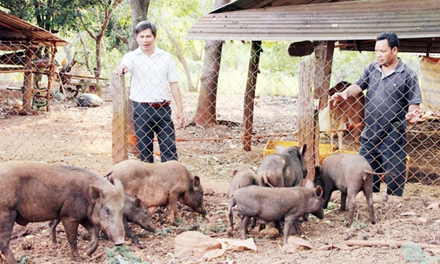 Mô hình nuôi heo sọc của gia đình ông Điểu Khuy