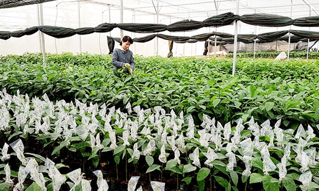 Khu lai tạo giống cây trồng chất lượng cao của HTX