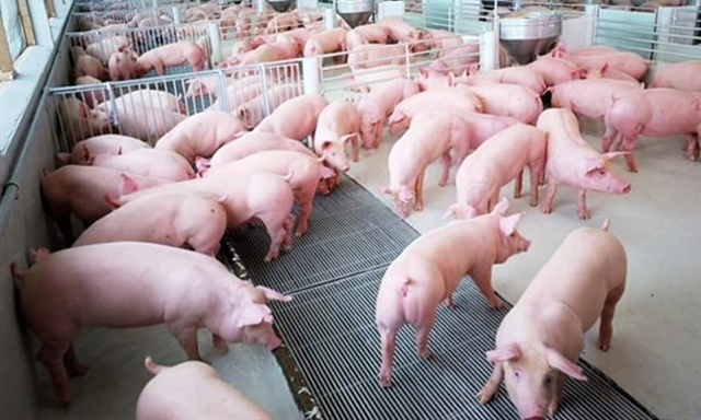 Sau khi tăng trong gần 2 tuần liên tiếp đầu tháng 4/2018, giá lợn hơi tại nhiều địa phương đã giảm trở lại