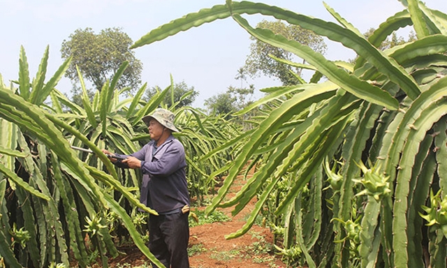 Mô hình trồng cây thanh long đạt hiệu quả kinh tế cao của hộ ông Mai Sỹ Ánh