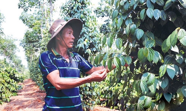 Vườn hồ tiêu hữu cơ của HTX