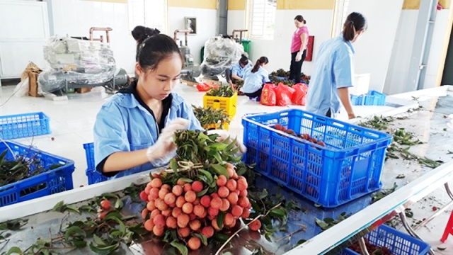 Nhiều HTX tại Bắc Giang đang làm tốt công tác đảm bảo ATVSLĐ