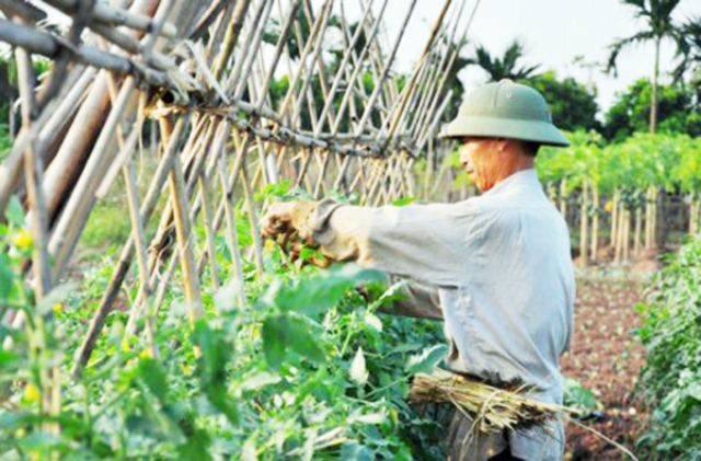 Phát triển kinh tế HTX là nhiệm vụ quan trọng trong mục tiêu hoàn thành huyện NTM