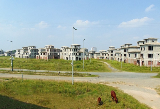 Đất đai trong khu đô thị hoang hóa, một vài con bê gặm cỏ thong dong