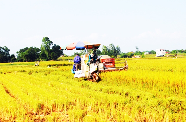 Cánh đồng của HTX Vĩnh Lại