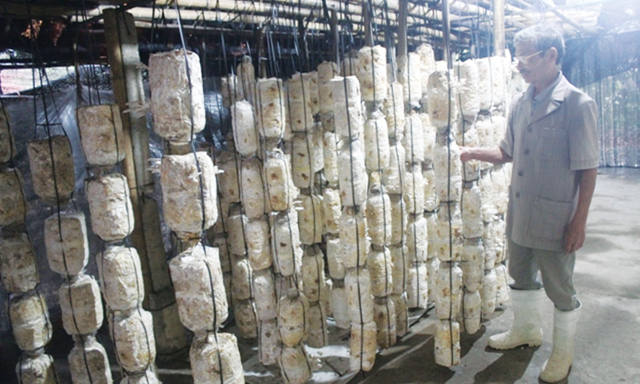 Trại nấm sò của ông Ngô Minh Hải