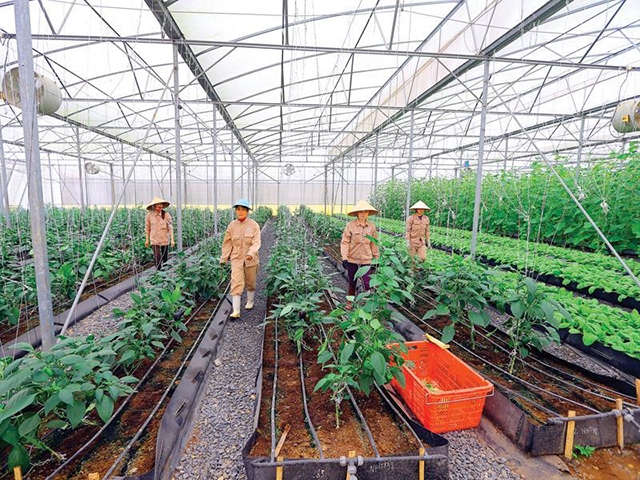 Long An đang chuẩn bị nhiều nguồn lực phát triển HTX nông nghiệp công nghệ cao