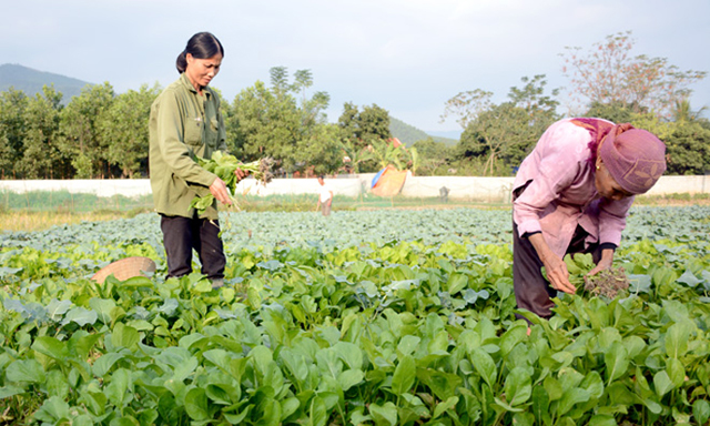 Sơn Dương hiện có 39 HTX hoạt động theo Luật HTX 2012