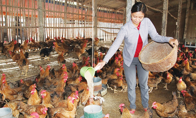 Thời gian qua, KTTT mà cụ thể là các mô hình HTX, THT, tổ liên kết sản xuất trên địa bàn đã thúc đẩy quá trình phát triển kinh tế của huyện lên rõ rệt.