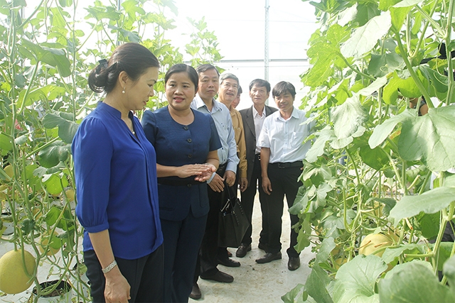 Các HTX tại Bình Phước đang tạo được hiệu ứng và hiệu quả cao