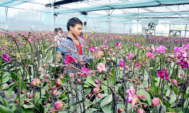 HTX Dịch vụ nông nghiệp công nghệ cao Hoa Phong là một trong những HTX tiêu biểu của tỉnh Quảng Ninh