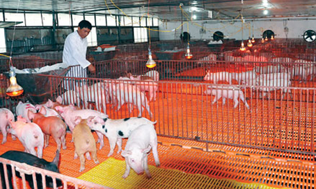 Khu úm - chăm sóc lợn con sau khi được cai sữa của HTX