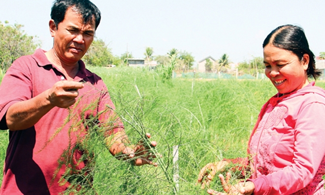 Trồng măng tây xanh theo tiêu chuẩn VietGAP ở HTX Tuấn Tú