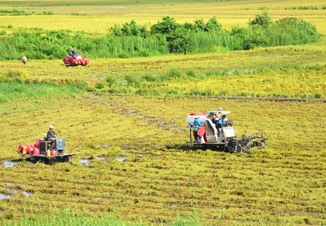 Cánh đồng mẫu lớn sản xuất gạo hữu cơ của HTX Thạnh Phú
