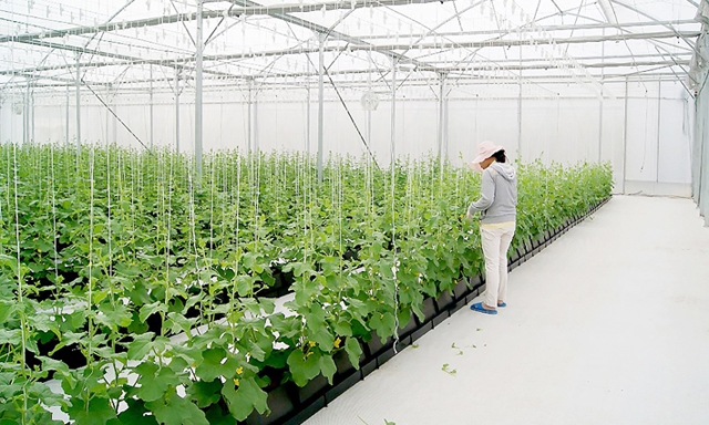 Gia Lộc phấn đấu xây dựng thêm 60.000 m2 nhà màng, nhà lưới trong năm 2018