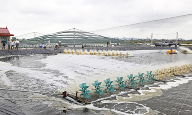 Mô hình nuôi tôm ở Kim Sơn - Ninh Bình