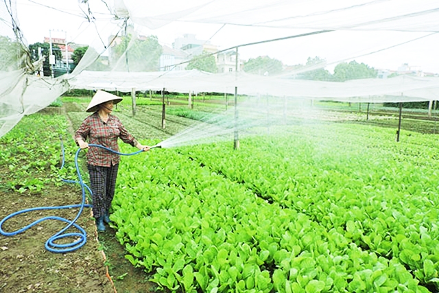 Các HTX đóng vai trò quan trọng trong mục tiêu giảm tỷ lệ hộ nghèo xuống dưới 0,3% năm 2020 của quận Hoàng Mai