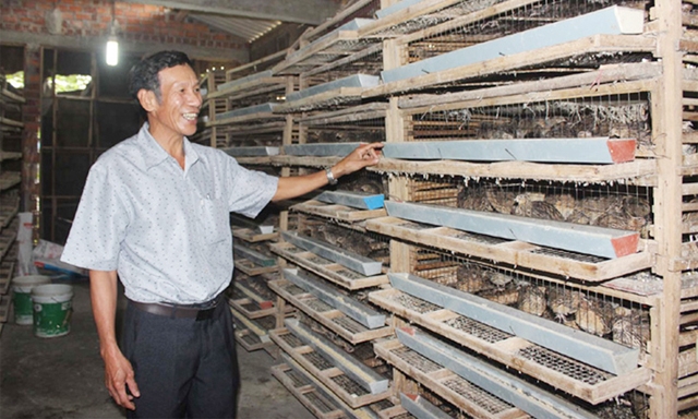 Mô hình nuôi chim Cút của một thành viên HTX