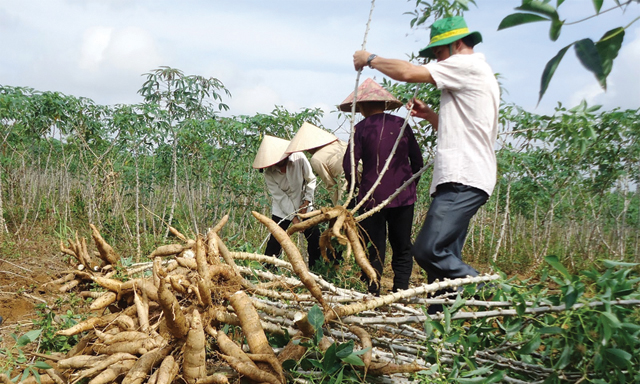 Việc trồng sắn ồ ạt sẽ làm cho dư thừa lượng sắn dẫn tới giá có thể giảm trong thời gian tới