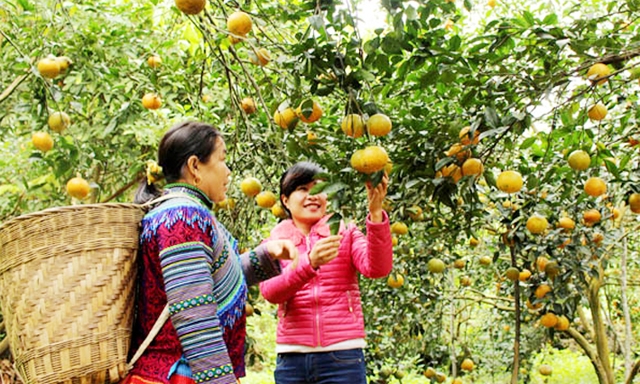 Một vườn cam sành của HTX