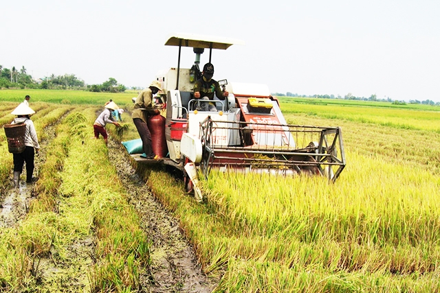 HTX Phú Thiện đang phát triển thành công cánh đồng lớn được cơ giới hóa và cho hiệu quả cao