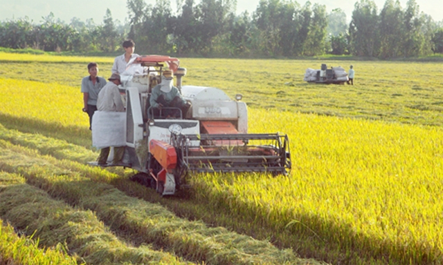 Thu hoạch lúa trên CĐL ở Hậu Giang