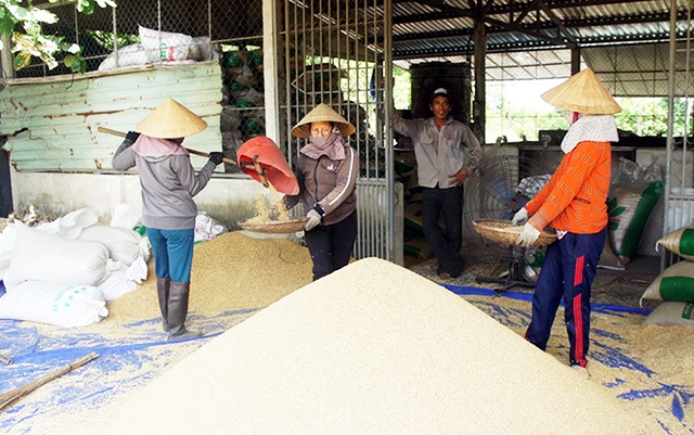 HTX Hòa Tiến 1 đang tạo việc làm cho 1.370 thành viên và 1.502 lao động địa phương