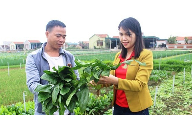 Sản phẩm cải bó xôi thảo dược trên vùng đất Quỳnh Lương