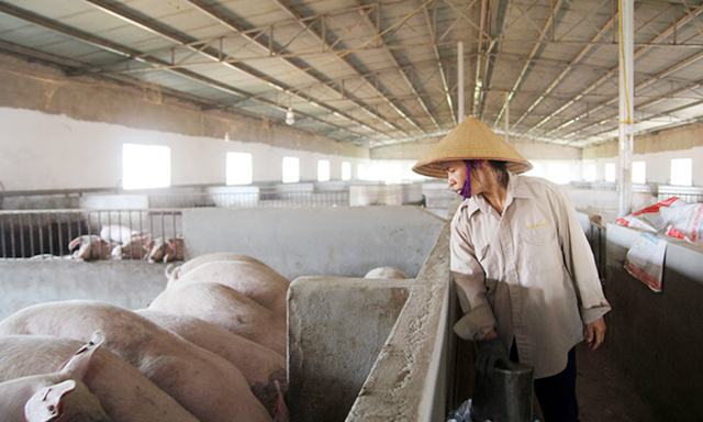 HTX Tân Hiệp Phát hướng sản phẩm của mình đi xuất khẩu