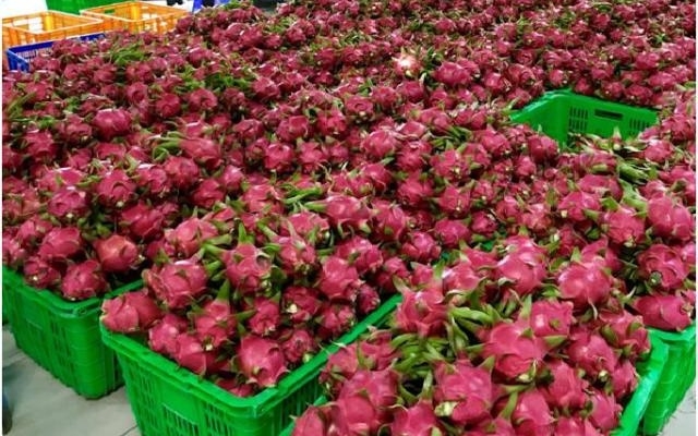 Thanh long là mặt hàng chủ lực xuất khẩu sang Thái Lan