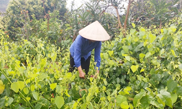 [Caption]HTX Sang Hà (huyện Ba Bể) là 1 trong 5 mô hình HTX gắn với chuỗi giá trị