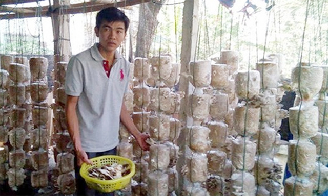 [Caption] Thành viên HTX thu hoạch nấm