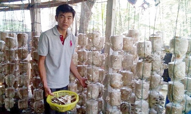 [Caption] Thành viên HTX thu hoạch nấm