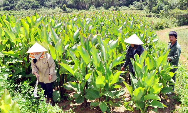 Mô hình trồng dong riềng đang đem lại hiệu quả cao