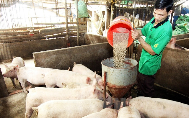 Bộ NN&PTNT khuyến cáo không nên tăng đàn ồ ạt, dễ dẫn đến cung vượt cầu như hồi đầu năm 2017 khiến giá lợn giảm kỷ lục