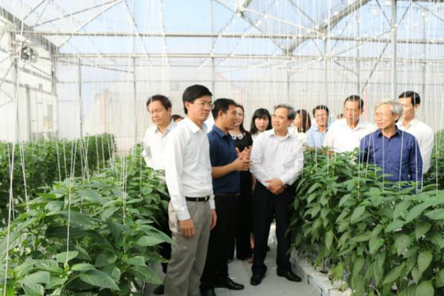 Mô hình trồng rau nhà lưới của HTX