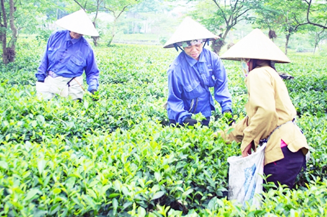 Chè đang là sản phẩm nông nghiệp chủ lực của xã Hòa Thạch