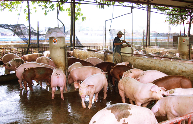 Ứng dụng chế phẩm sinh học tại các HTX chăn nuôi tại Hà Nam đang cho kết quả tích cực