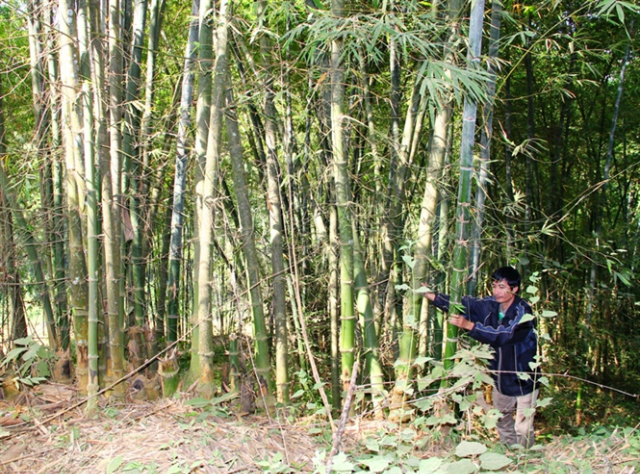 Quan Hóa là huyện có diện tích rừng luồng lớn nhất tỉnh Thanh Hóa
