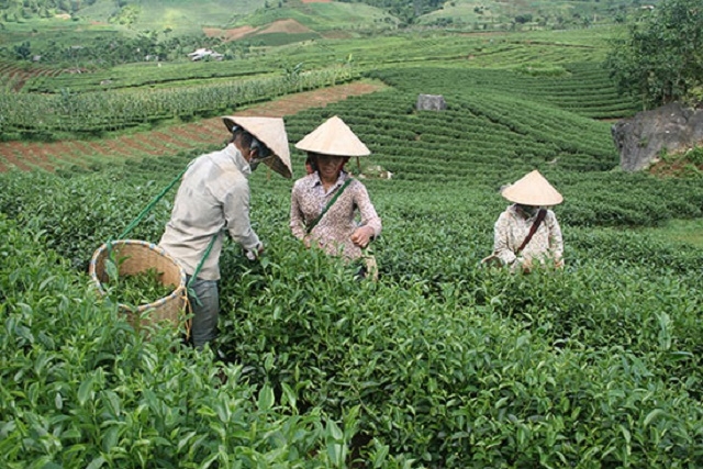 Phổng Lái đã xây dựng vùng tập trung chuyên sản xuất chè an toàn