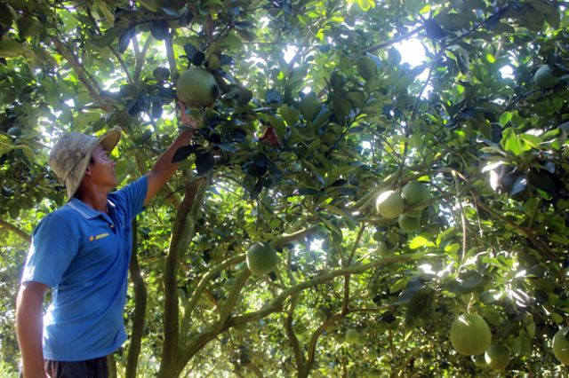 Sử dụng phân hữu cơ qua kỹ thuật xử lý từ phân chuồng bón cho vườn cây ăn trái đã giúp HTX giải quyết được bài toán ô nhiễm môi trường trong chăn nuôi, tận dụng được nguồn nước thải để tưới cho cây trong mùa khô hạn