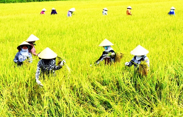 Các HTX nông nghiệp đang đóng vai trò quan trọng trong xóa đói, giảm nghèo tại Bình Định