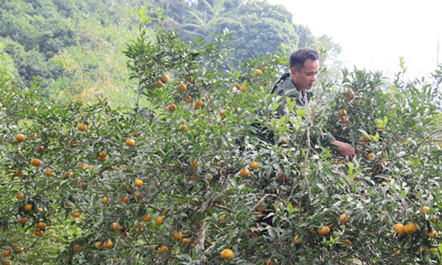 Trồng cam, quýt tại HTX Dương Phong