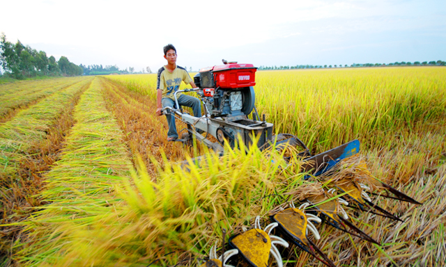 Máy móc hiện đại trên cánh đồng lớn của HTX
