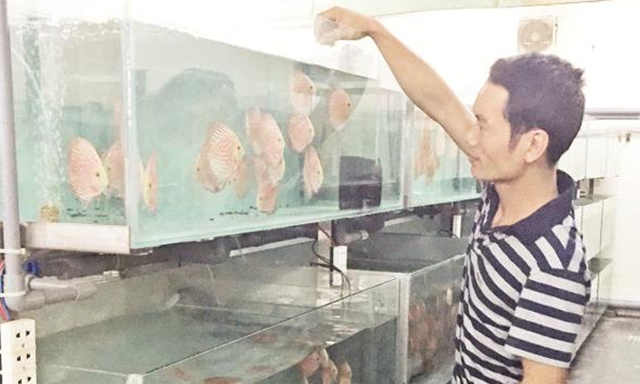 Hiện mỗi tháng, HTX xuất khẩu 1.920.000 con cá cảnh