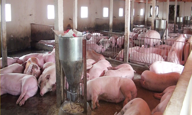 Hiện, giá lợn trong nước chênh khá lớn so với giá lợn tại Trung Quốc: 36.000 – 37.000 đồng/kg tại Trung Quốc so với 45.000 – 50.000 đồng/kg tại Việt Nam.